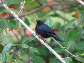 Bird watching Melanoptila_glabrirostris_on_Ambergris_Caye – Best Places In The World To Retire – International Living